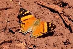 Hypanartia lethe