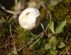 Tulostoma brumale