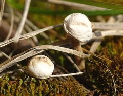 Tulostoma brumale