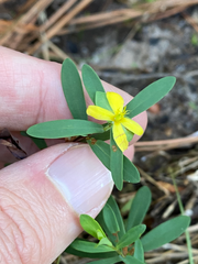 Hypericum hypericoides