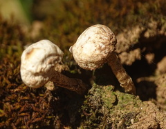 Tulostoma brumale