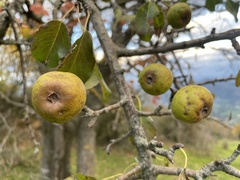 Pyrus nivalis