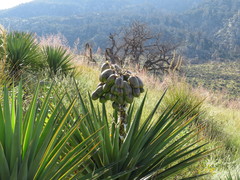 Yucca madrensis