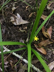 Hypoxis curtissii