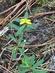 Hypericum hypericoides