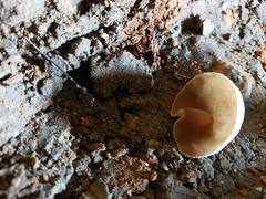 Peziza