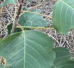 Caloptilia triadicae