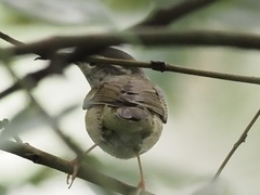 Phylloscopus borealoides