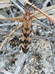 Panorpa rufa