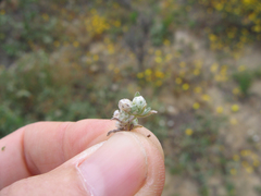 Stylocline gnaphaloides