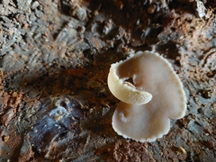 Peziza