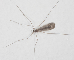 Trichocera annulata
