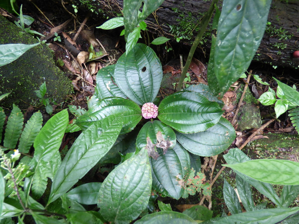 Bertolonia leuzeana