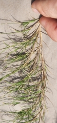 Muhlenbergia utilis