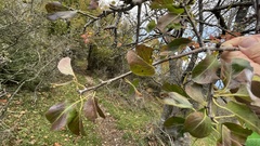 Pyrus nivalis