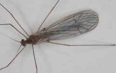 Trichocera annulata