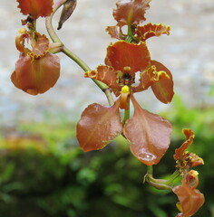 Cyrtochilum trifurcatum