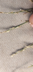 Muhlenbergia utilis