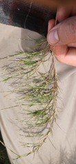 Muhlenbergia utilis