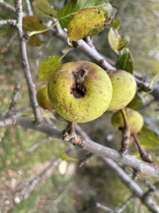 Pyrus nivalis