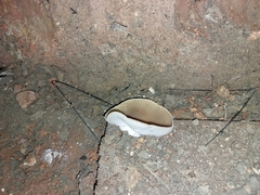 Peziza