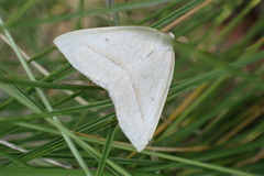 Petrophora chlorosata