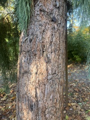Sequoiadendron