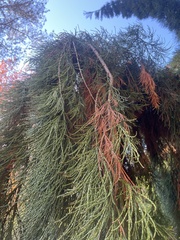 Sequoiadendron