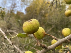 Pyrus nivalis
