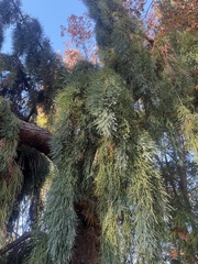 Sequoiadendron