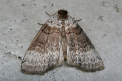 Tetheella fluctuosa