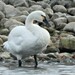 Tundra Swan - Photo (c) Joanne Redwood, some rights reserved (CC BY-NC), uploaded by Joanne Redwood