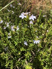 Scaevola linearis
