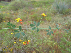 Acmispon prostratus