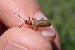 Cantharis