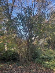 Oemleria cerasiformis