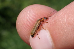 Cantharis