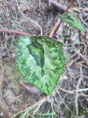 Cyclamen cyprium