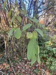 Oemleria cerasiformis