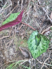 Cyclamen cyprium