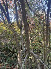 Oemleria cerasiformis