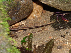 Trichodactylus