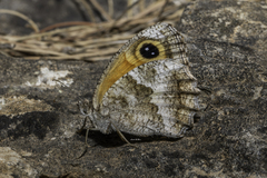 Pyronia cecilia
