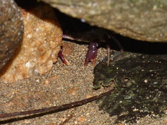 Trichodactylus