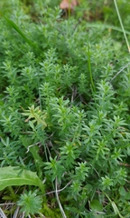 Galium mollugo