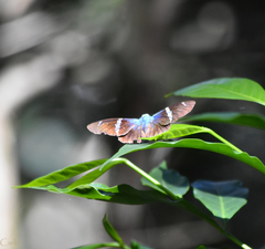 Astraptes fulgerator azul
