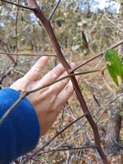 Crataegus michauxii