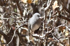 Junco hyemalis caniceps