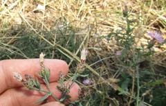 Centaurea ×psammogena