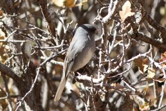 Junco hyemalis caniceps